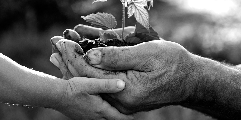 Foto em preto e branco mostra mão de adulto e mão de criança segurando planta, representando as presentes e futuras gerações contra as mudanças climáticas